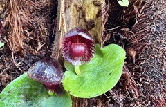Corybas grumulus