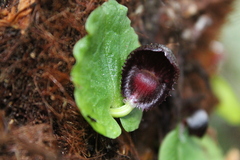 Corybas grumulus