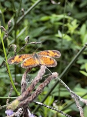 Phyciodes tharos