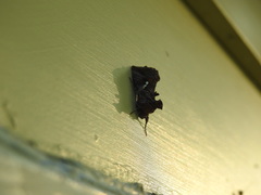 Autographa precationis