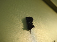 Autographa precationis