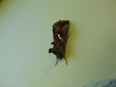 Autographa precationis