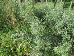 Artemisia leucophylla