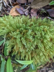 Rhizogoniales