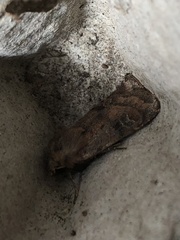 Diarsia rubi