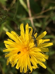 Oedemera