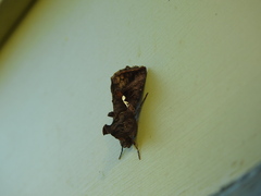 Autographa precationis