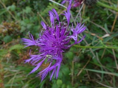 Centaurea scabiosa