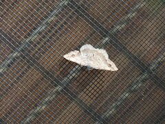 Digrammia ocellinata