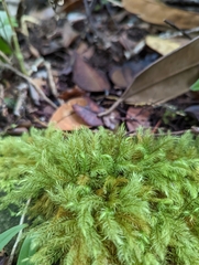 Rhizogoniales