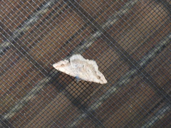 Digrammia ocellinata