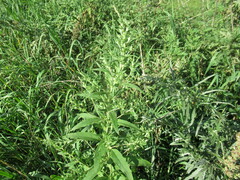 Axyris amaranthoides