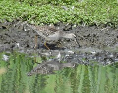 Tringa glareola