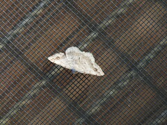 Digrammia ocellinata