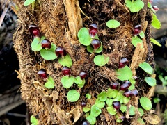 Corybas grumulus