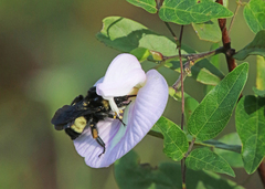 Bombus pensylvanicus
