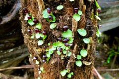 Corybas grumulus