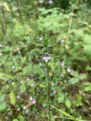 Euphrasia officinalis