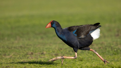 Porphyrio melanotus