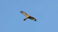 Accipiter fasciatus