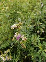 Medicago sativa