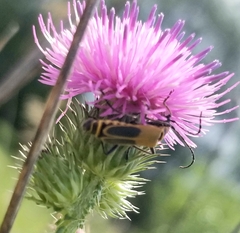 Chauliognathus pensylvanicus