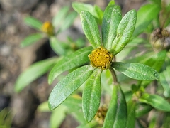 Bidens hyperborea