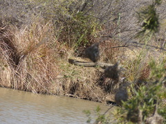Crocodylus niloticus
