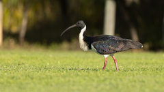 Threskiornis spinicollis