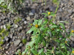 Bidens hyperborea