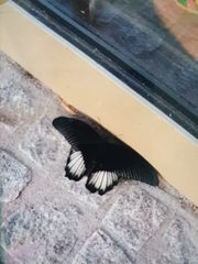 Papilio