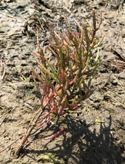 Salicornia