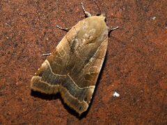 Noctua fimbriata
