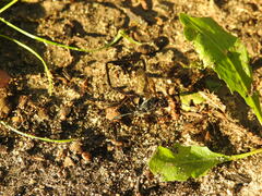 Pelecinus polyturator