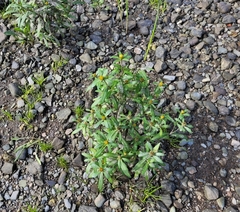 Bidens hyperborea