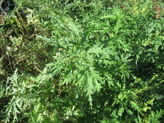 Urtica cannabina