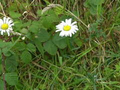 Leucanthemum