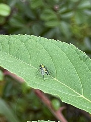 Condylostylus longicornis