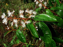 Miconia albicans