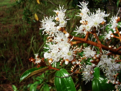 Miconia albicans