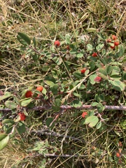 Cotoneaster