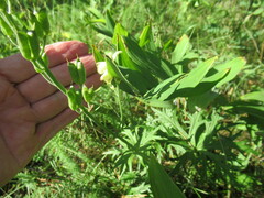 Aconitum barbatum