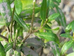 Bidens hyperborea
