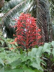 Clerodendrum paniculatum