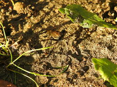 Pelecinus polyturator