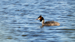 Podiceps cristatus