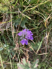 Scabiosa columbaria