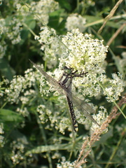 Gomphus vulgatissimus