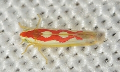 Zygina discolor