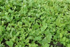 Rorippa amphibia